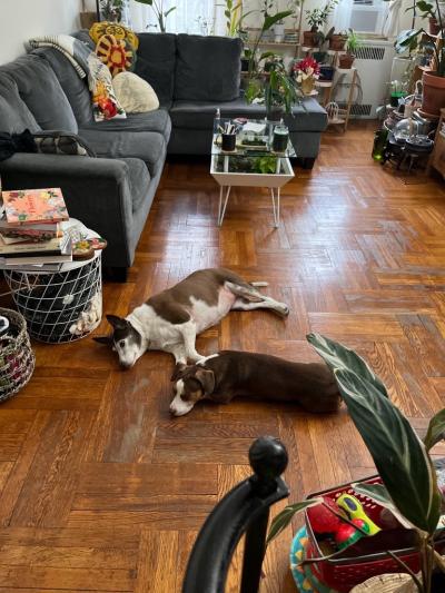 Hannibal and Cinnamon the dogs lying next to each other on the floor of their home